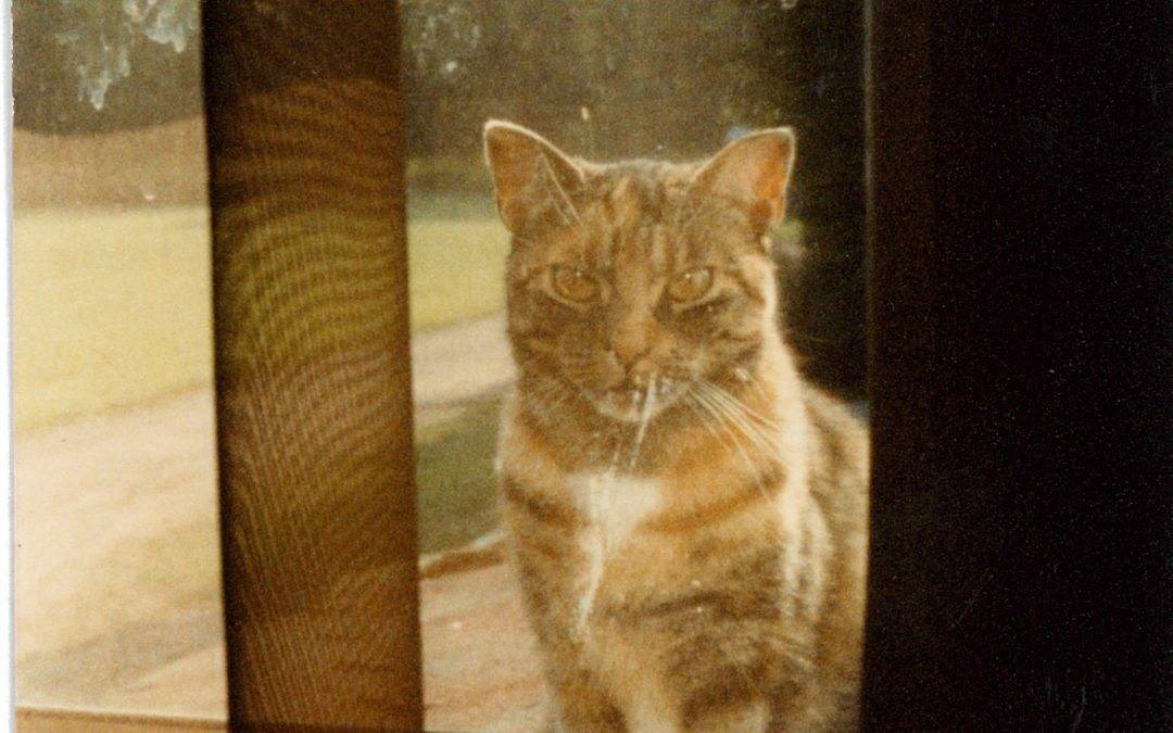 A Cat’s Tale