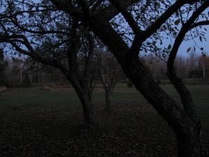 Orchard