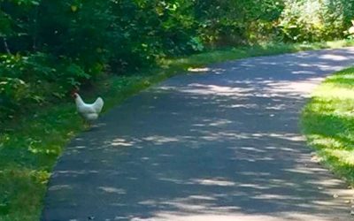 Sometimes, a Chicken: On the Path to Magic