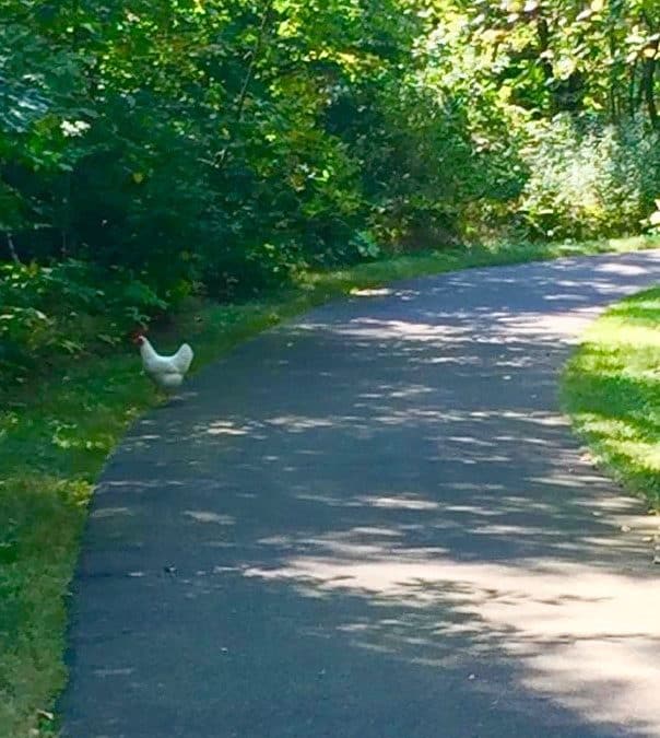 Sometimes, a Chicken: On the Path to Magic