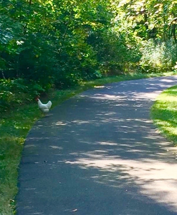 Image result for a chicken on a path