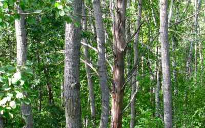 The Good Girl and the Cedar Tree (Or, Sex, God, and Guns)