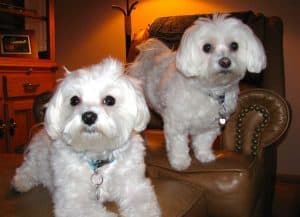 Sweetest Dogs in the World: Lessons of the Heart