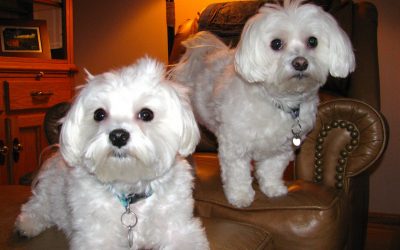 The Sweetest Dogs in the World: Lessons of the Heart