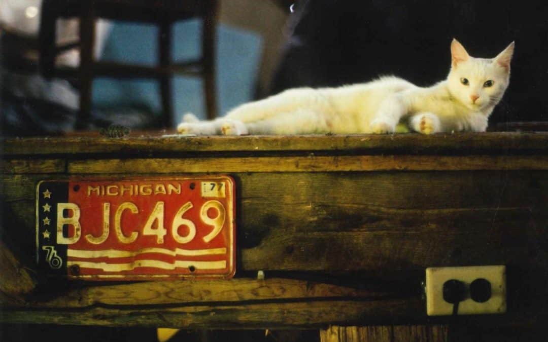 A Cold Street in Northampton: On White Cats, and Second Chances