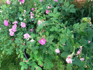 Roses, Glistening - Photo Credit, Diane Salli Crang