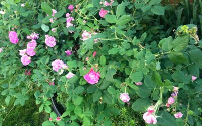 Roses, Glistening:  On Protests, the Pandemic, and My Tormenting Angel