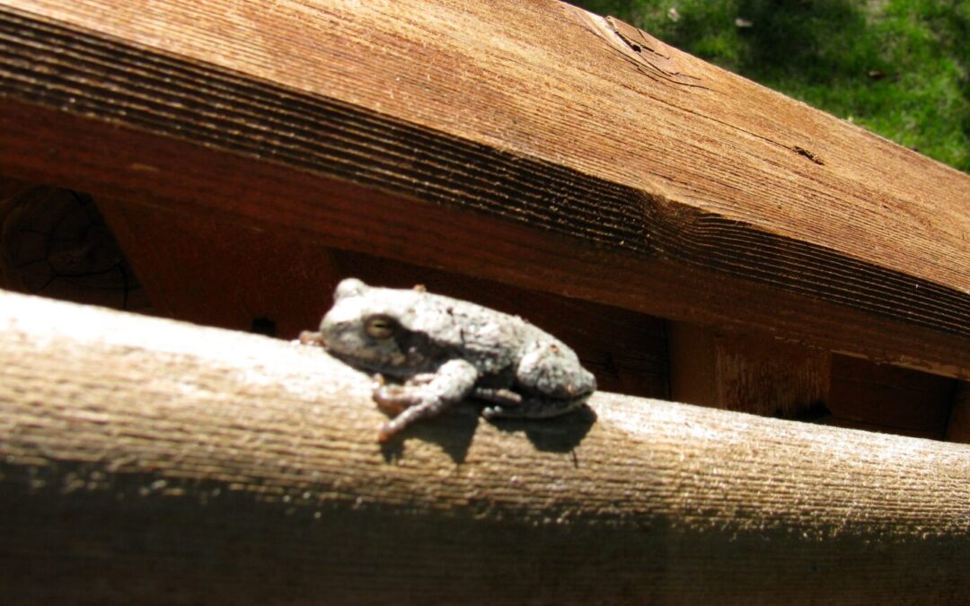 Frogs:  Parables for an Election