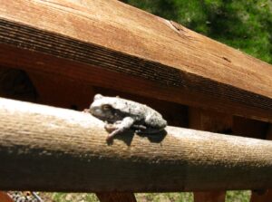Frogs