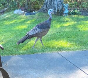 Mama Turkey
