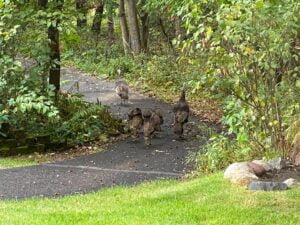 The Turkeys