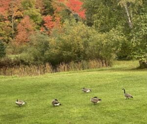 The Guard Goose